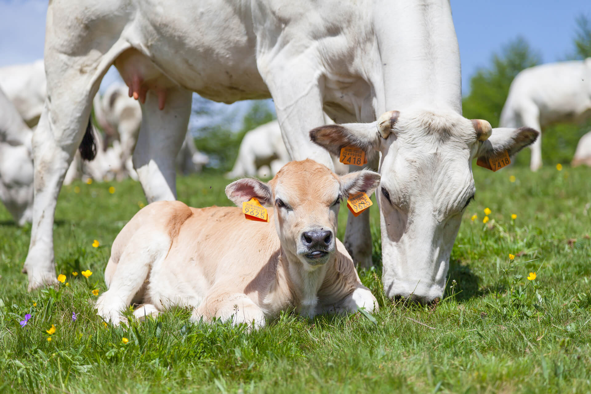 Image for Vegan, vega en de mondgezondheid