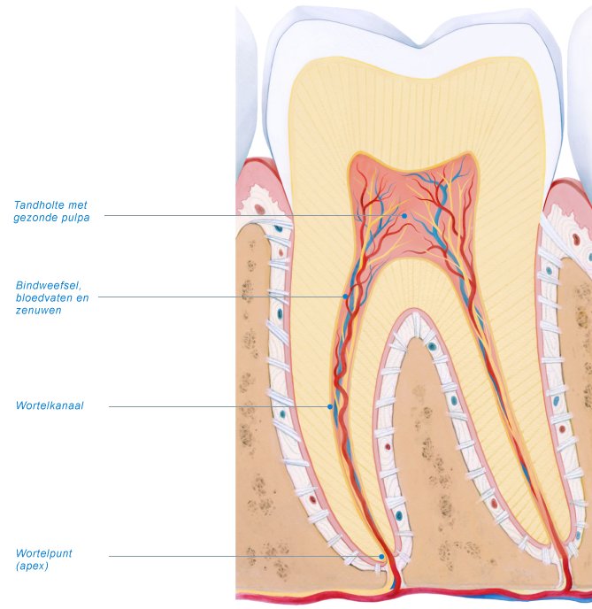 Pulpa, het een | Tandarts.nl