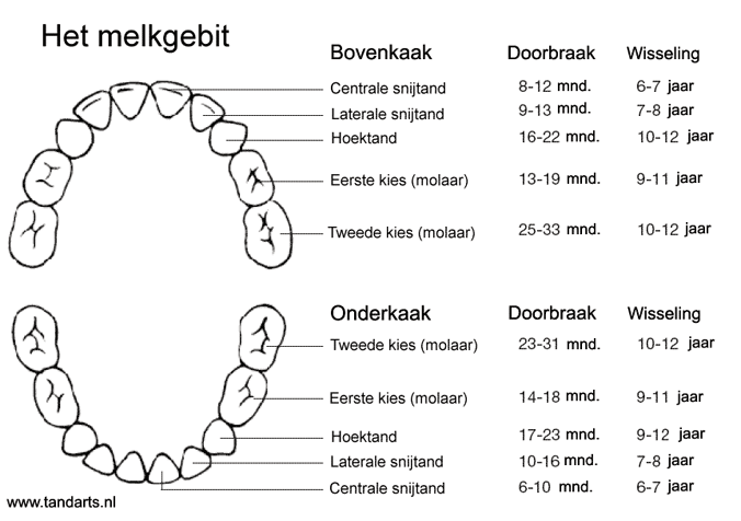 doorbraaktijden melkgebit