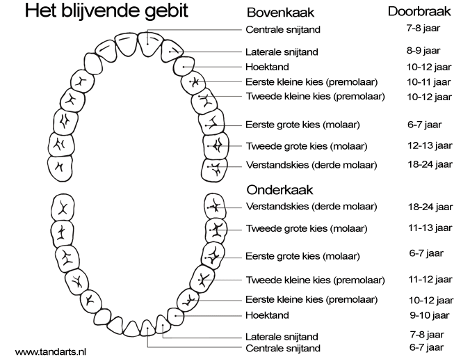 melkgebit en blijvend | Tandarts.nl