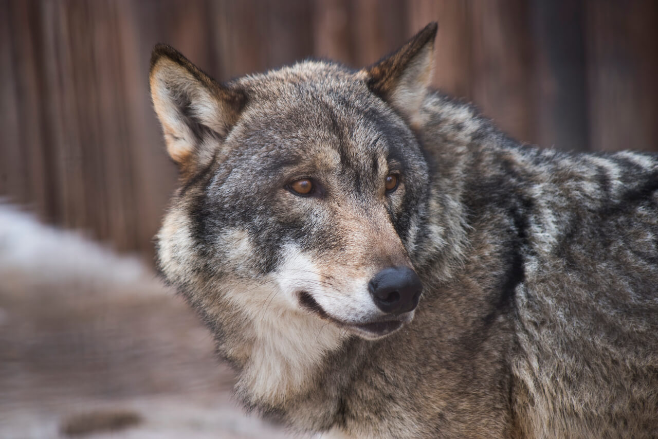 Image for Wolf in het gebit, verleden en heden van tandbederf