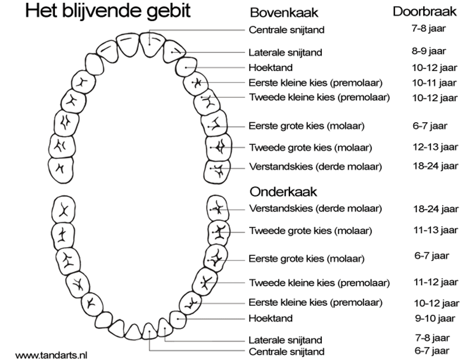 wisselschema blijvend gebit