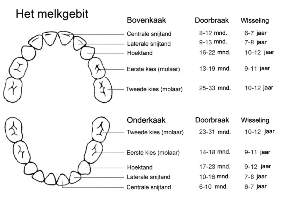 doorbraak en wisseling melkgebit